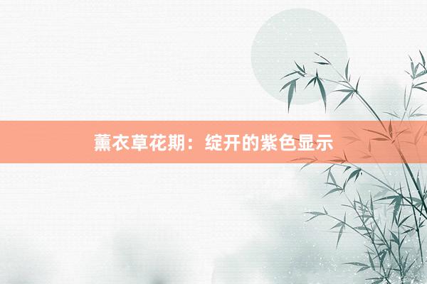 薰衣草花期：绽开的紫色显示